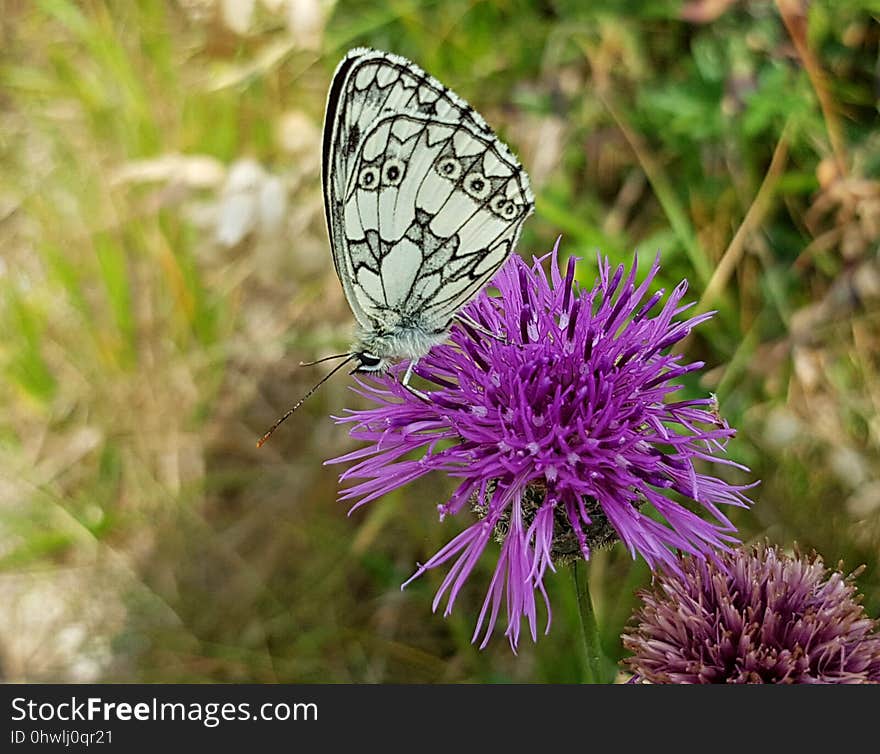 Butterfly, Moths And Butterflies, Brush Footed Butterfly, Flower