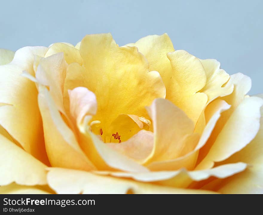 Flower, White, Yellow, Rose Family