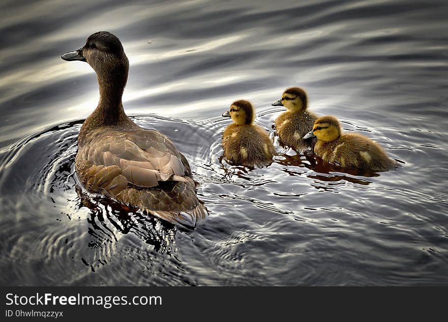 Duck, Bird, Water, Water Bird