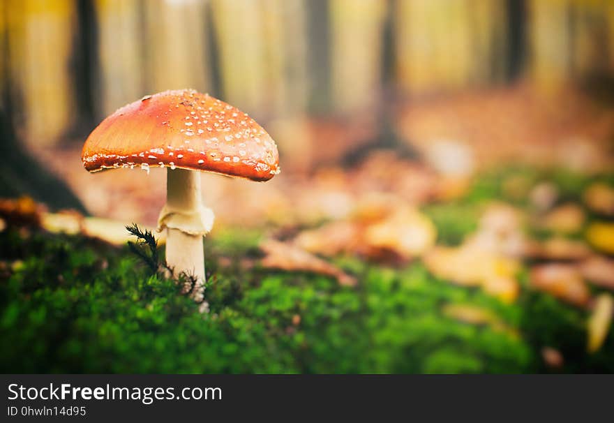 Mushroom, Leaf, Fungus, Agaric