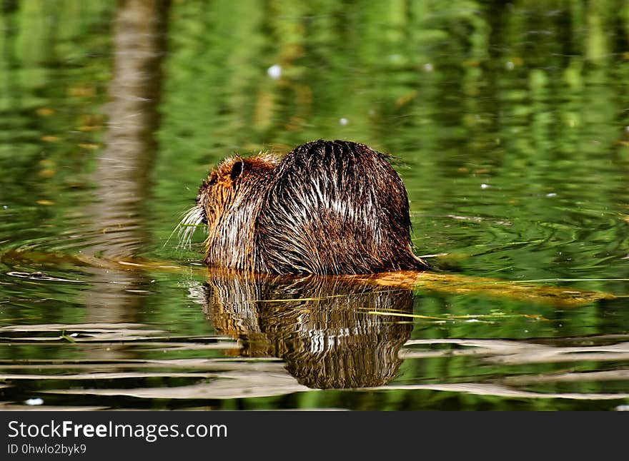 Mammal, Fauna, Wildlife, Beaver