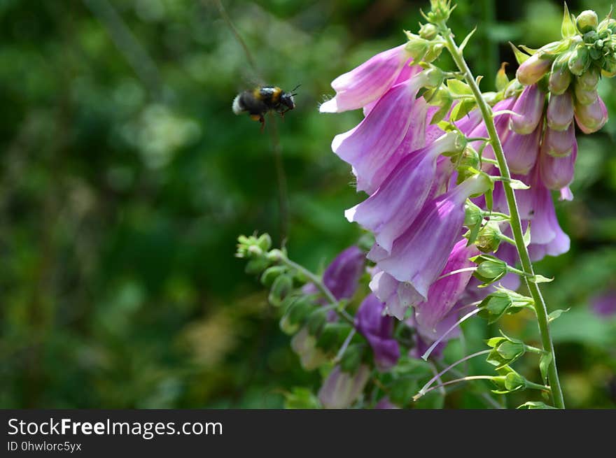 Nectar, Flower, Bee, Flora