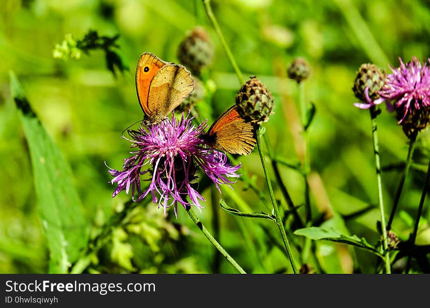 Butterfly, Flower, Brush Footed Butterfly, Insect