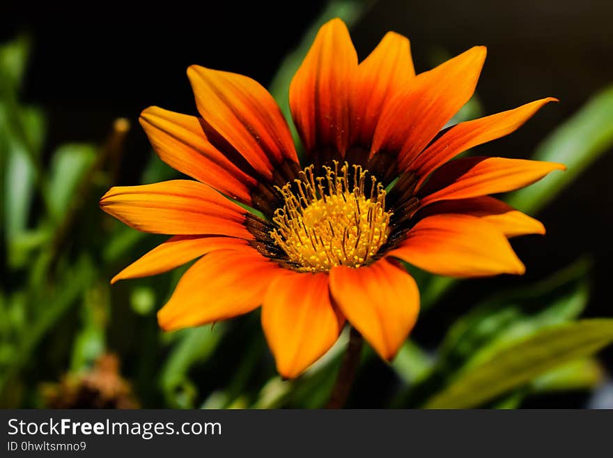 Flower, Yellow, Flora, Close Up