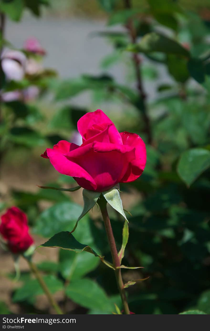 Flower, Rose Family, Rose, Plant