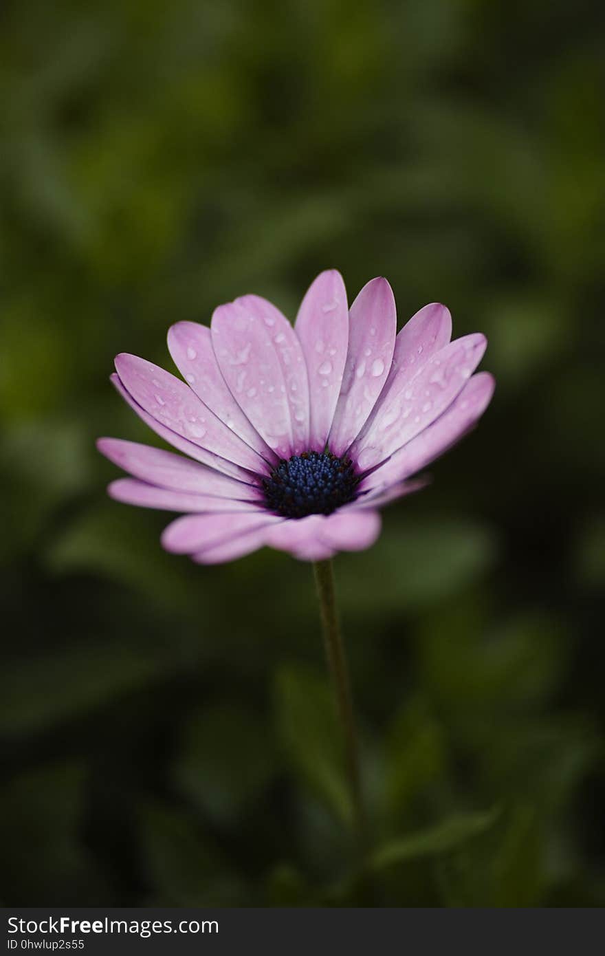 Flower, Flora, Plant, Purple