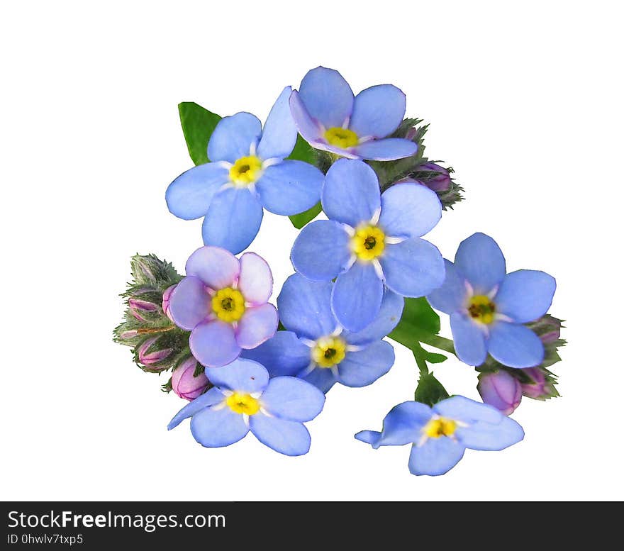 Flower, Blue, Flowering Plant, Violet