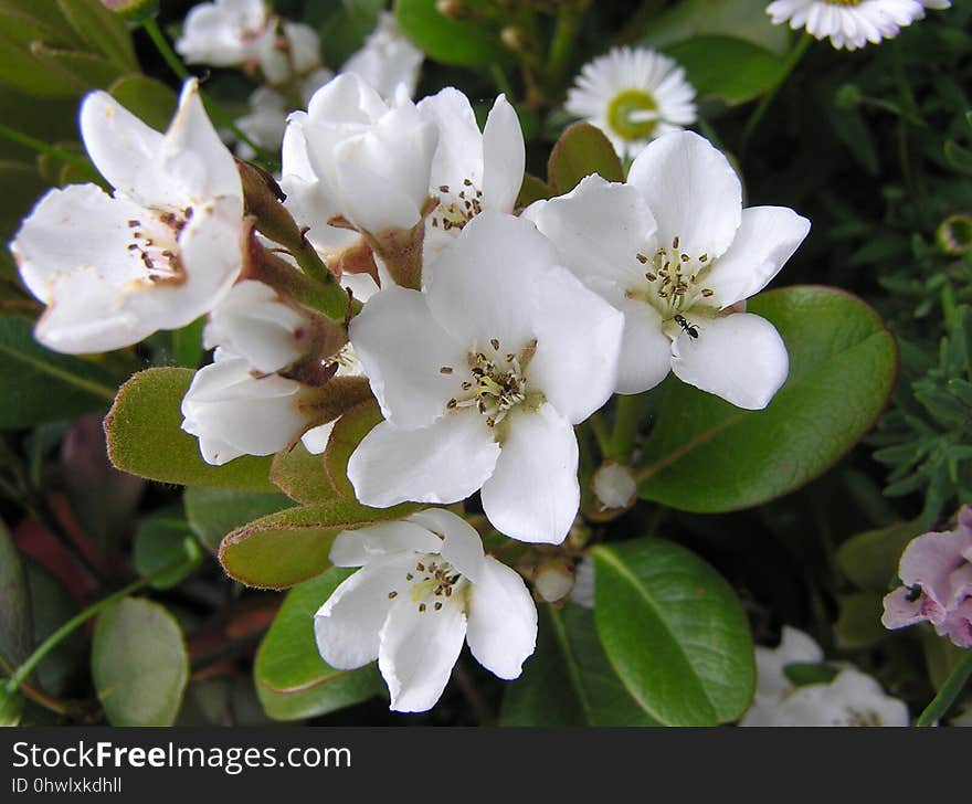 Flower, Plant, Flora, Spring