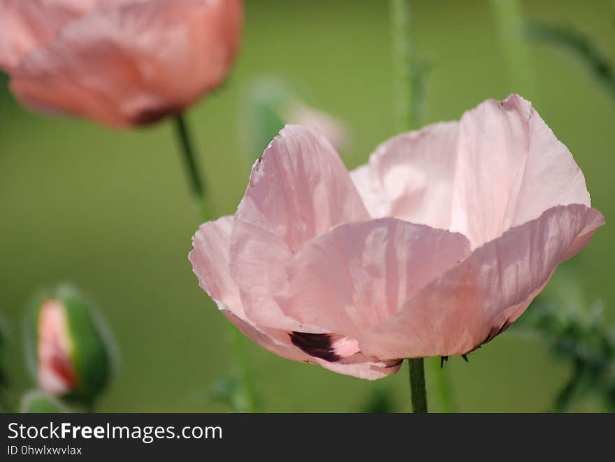 Flower, Pink, Wildflower, Plant