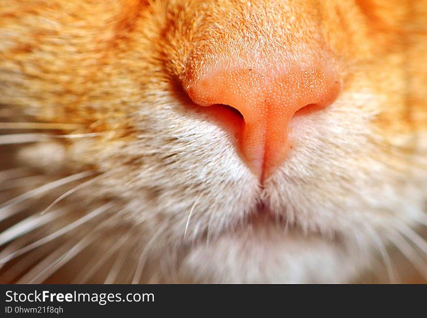 Cat, Whiskers, Face, Nose