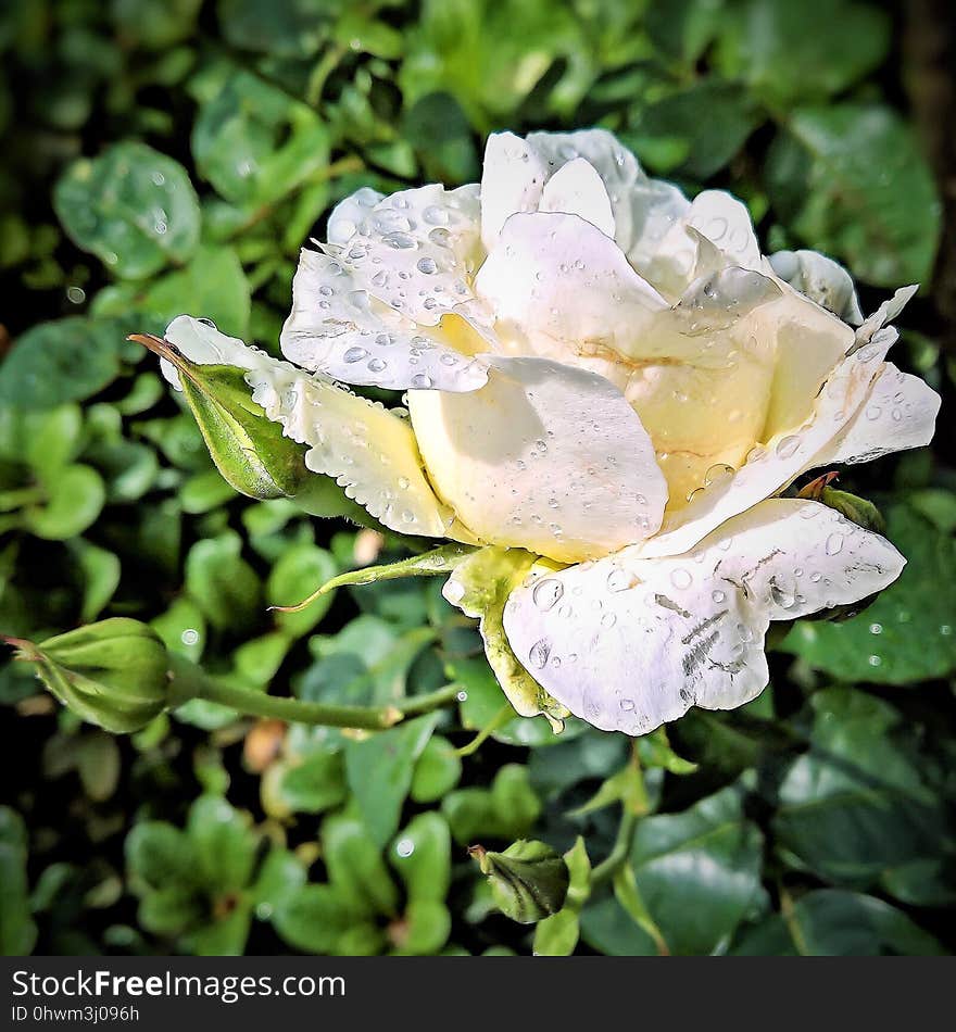 Flower, Rose Family, Rose, Plant