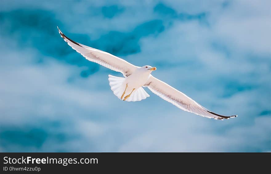 Sky, Bird, Gull, Seabird