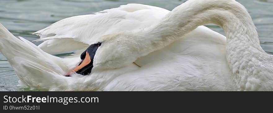 Swan, Water Bird, Bird, Ducks Geese And Swans