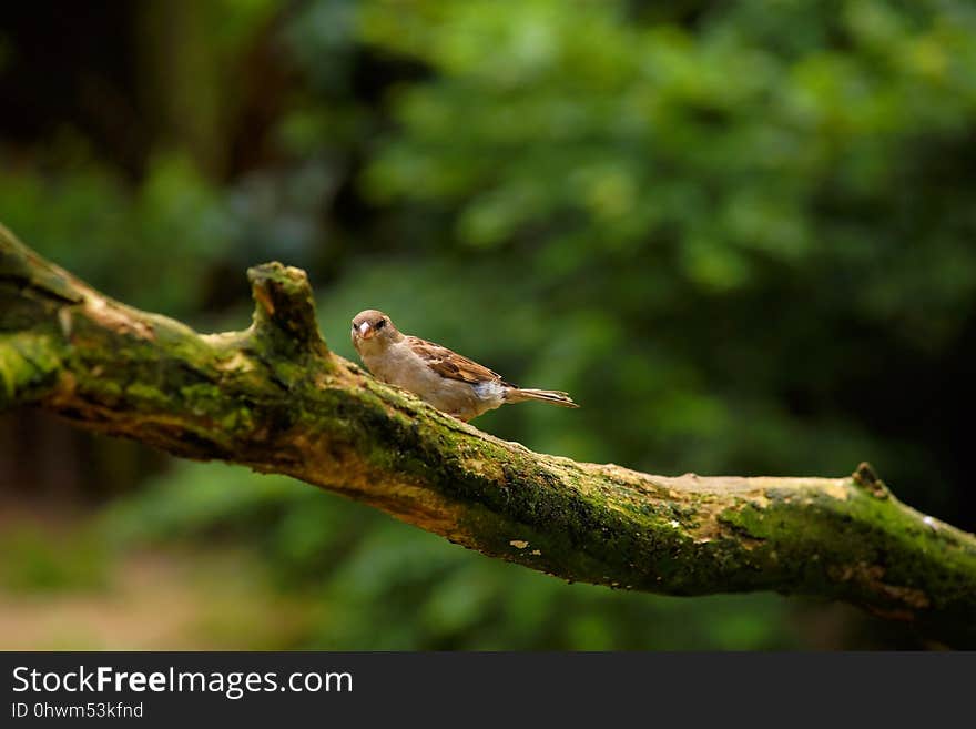 Fauna, Bird, Beak, Wildlife