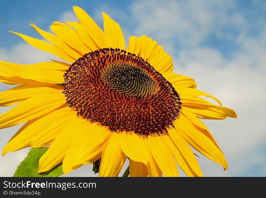 Flower, Sunflower, Yellow, Sunflower Seed