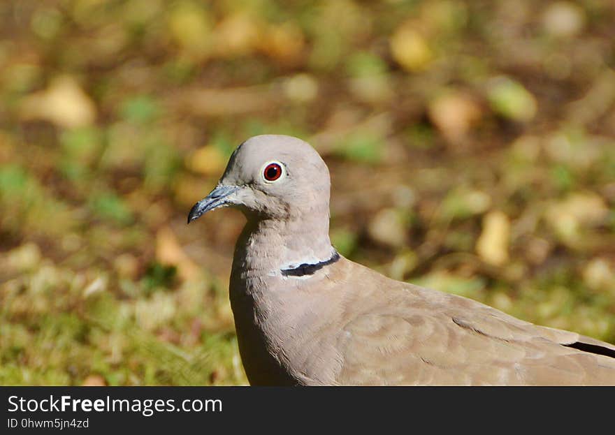 Bird, Beak, Fauna, Close Up