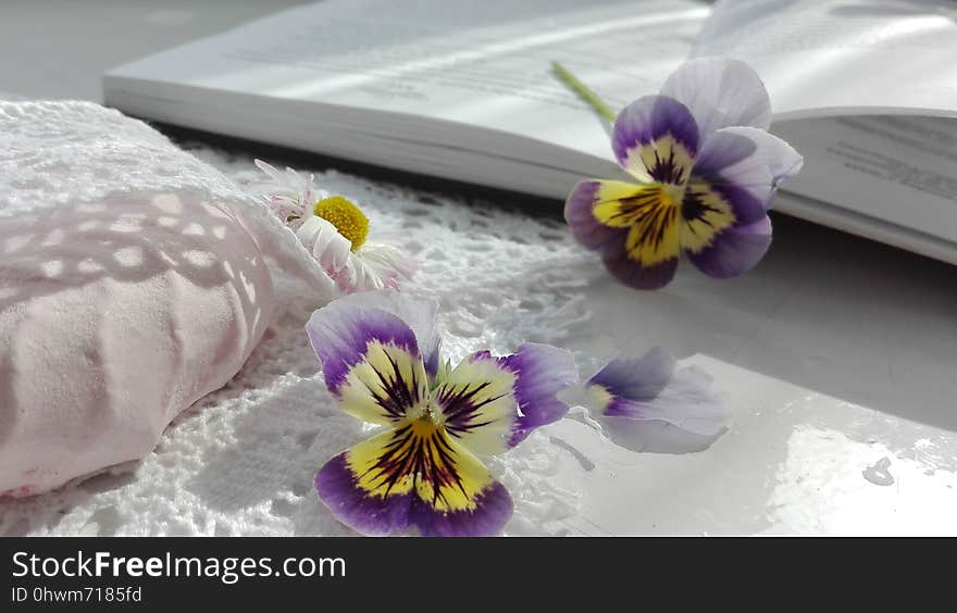 Flower, Violet, Purple, Flora