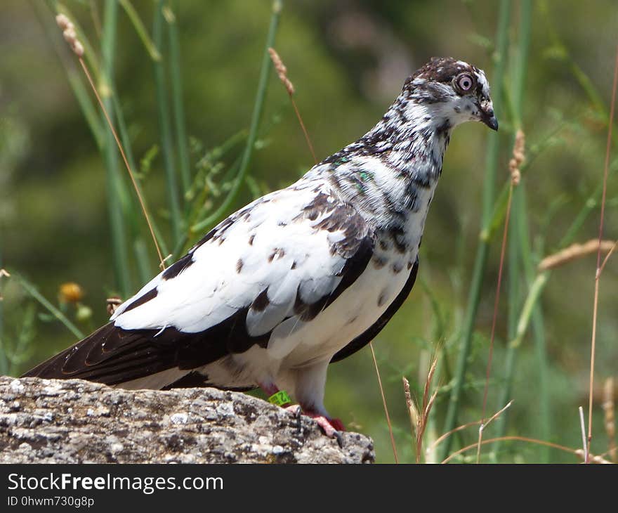 Bird, Fauna, Beak, Pigeons And Doves