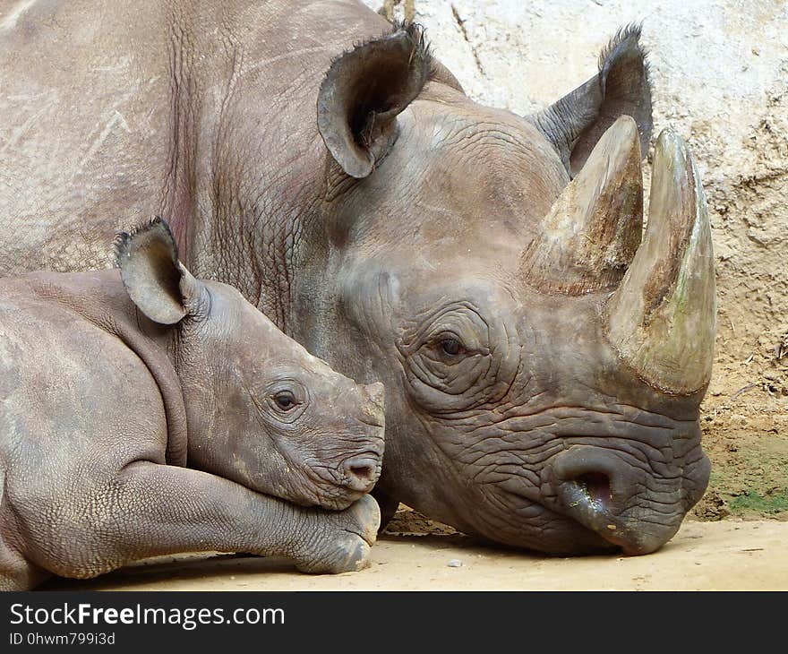 Rhinoceros, Terrestrial Animal, Wildlife, Mammal