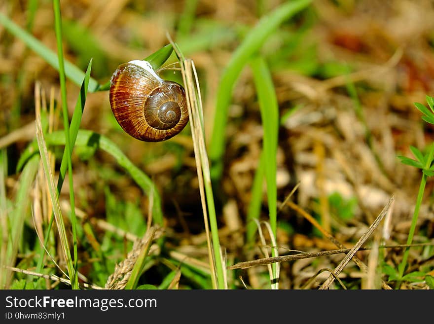 Snails And Slugs, Snail, Molluscs, Grass