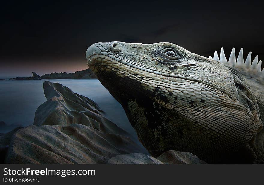 Reptile, Iguana, Iguania, Scaled Reptile