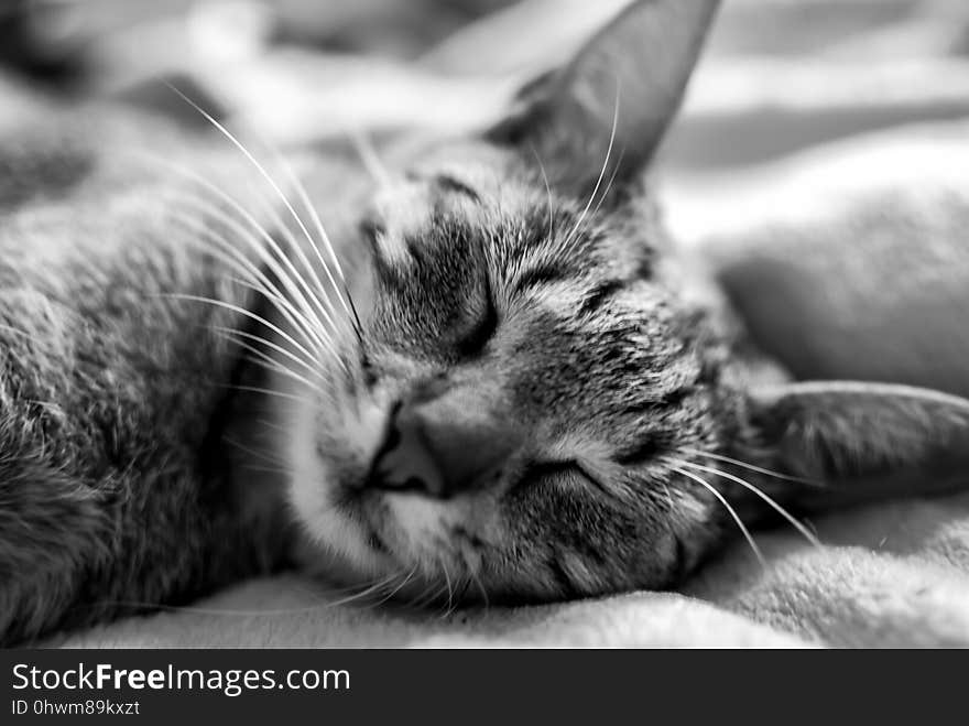 Cat, Whiskers, Black And White, Mammal