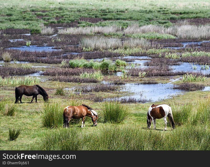 Nature Reserve, Ecosystem, Pasture, Grazing