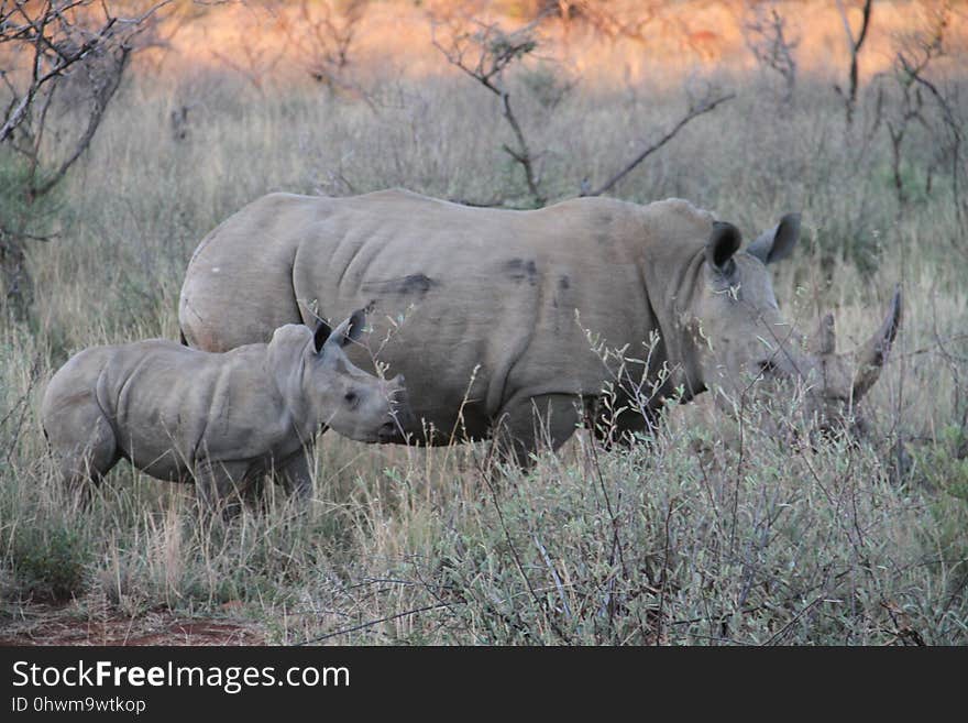 Rhinoceros, Wildlife, Terrestrial Animal, Grassland