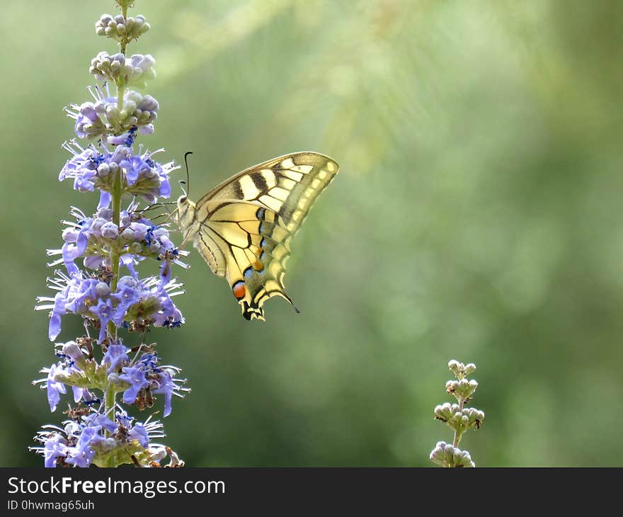 Butterfly, Moths And Butterflies, Insect, Brush Footed Butterfly