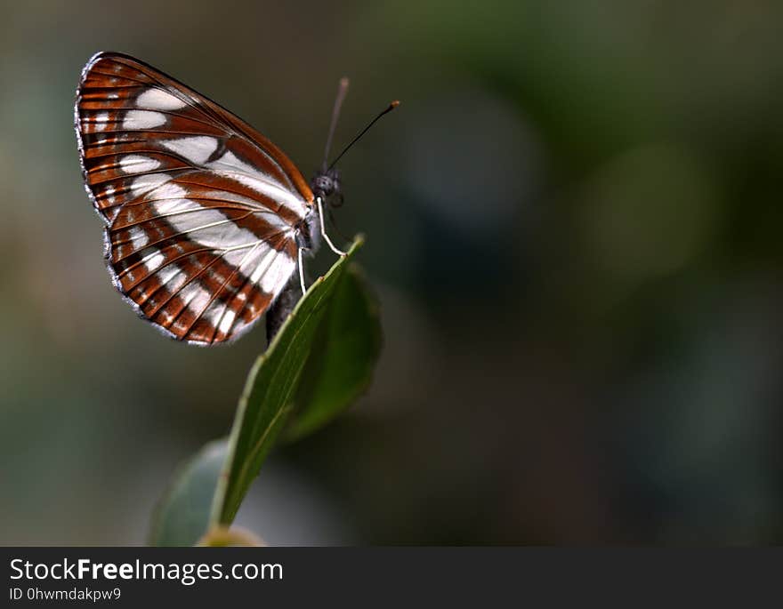 Butterfly, Insect, Moths And Butterflies, Brush Footed Butterfly