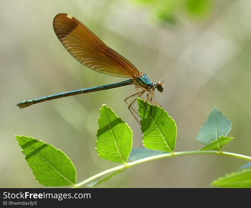 Insect, Damselfly, Dragonfly, Dragonflies And Damseflies