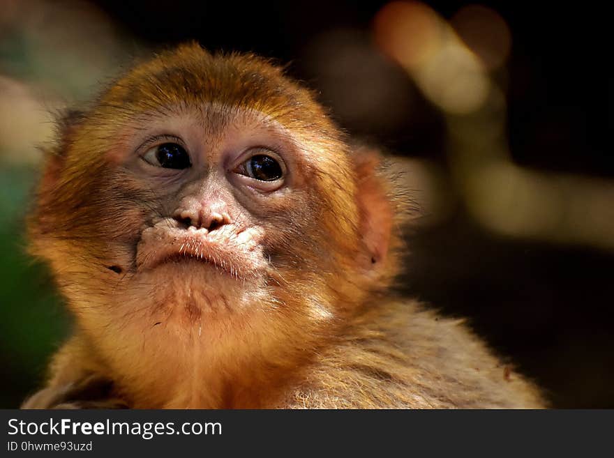 Mammal, Fauna, Primate, New World Monkey