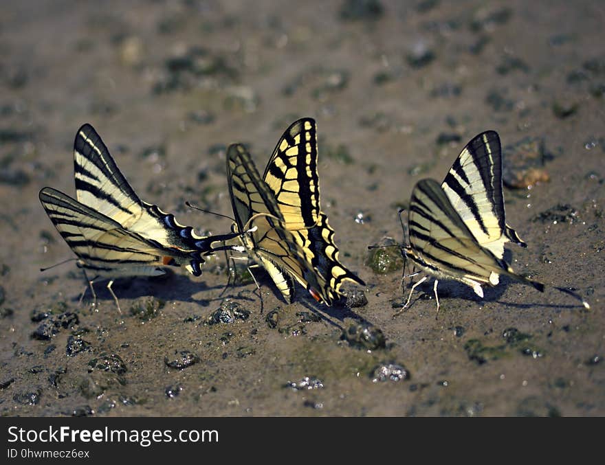 Moths And Butterflies, Butterfly, Insect, Fauna