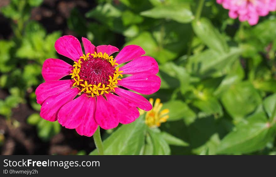 Flower, Flora, Garden Cosmos, Petal