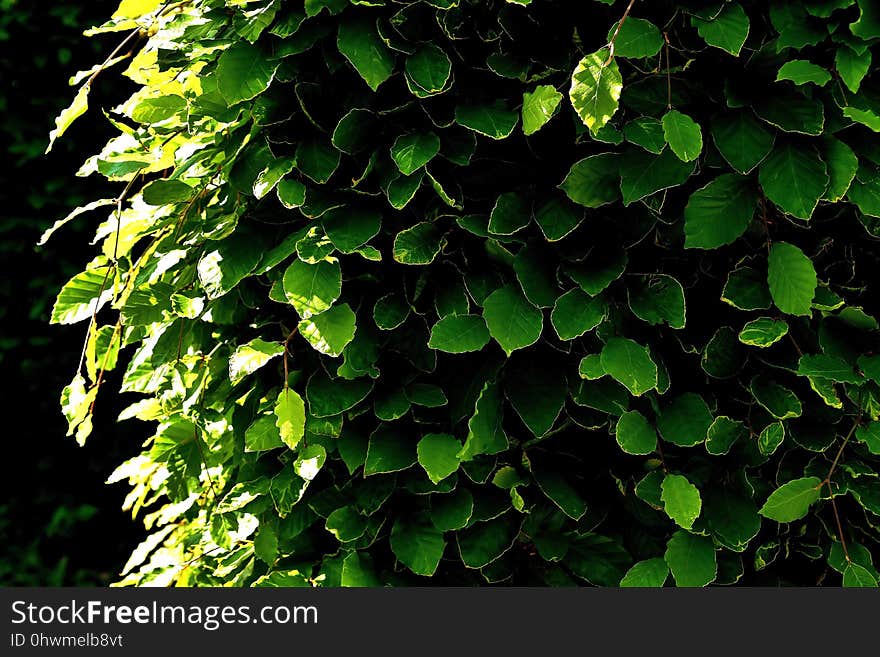 Green, Leaf, Plant, Vegetation