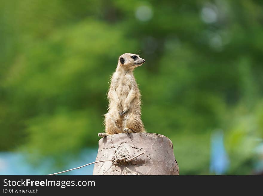 Meerkat, Mammal, Fauna, Terrestrial Animal