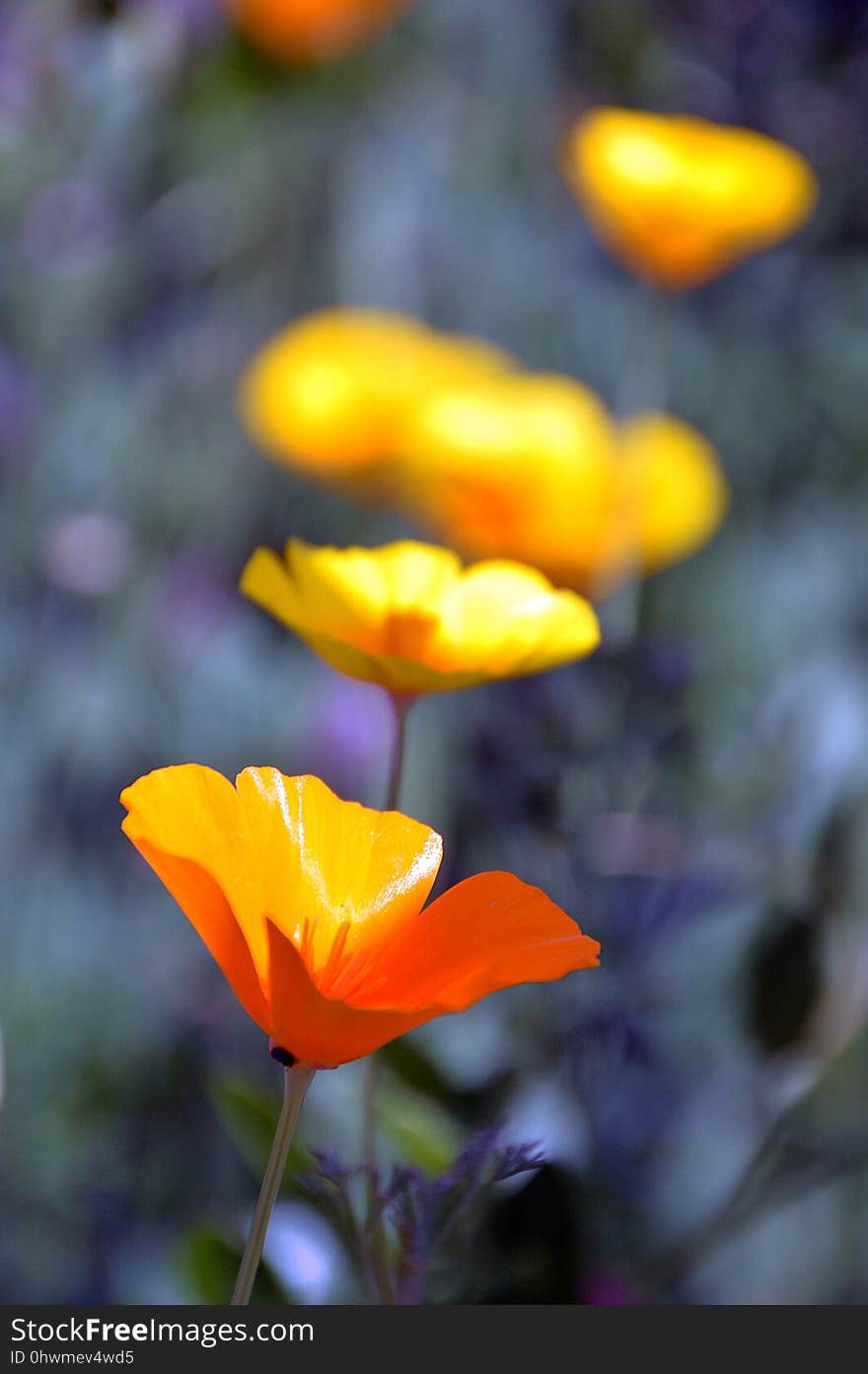 Flower, Wildflower, Plant, Yellow