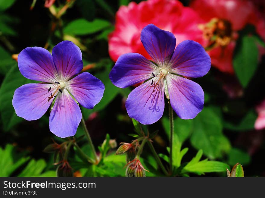 Flower, Plant, Flora, Flowering Plant