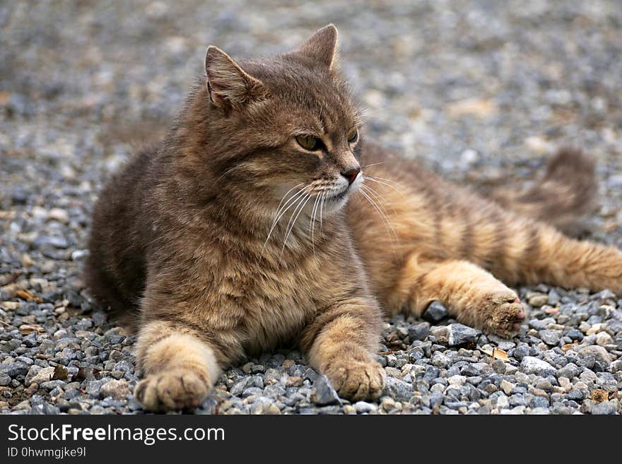 Cat, Mammal, Small To Medium Sized Cats, Wild Cat