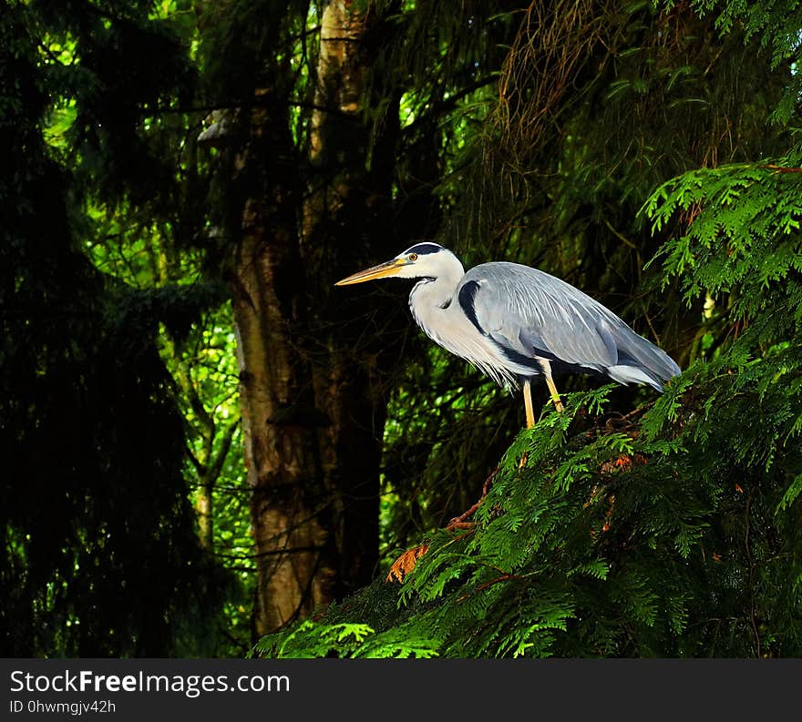 Bird, Ecosystem, Nature Reserve, Beak