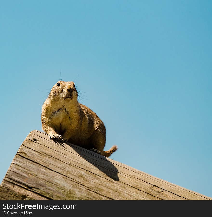 Fauna, Mammal, Sky, Wildlife