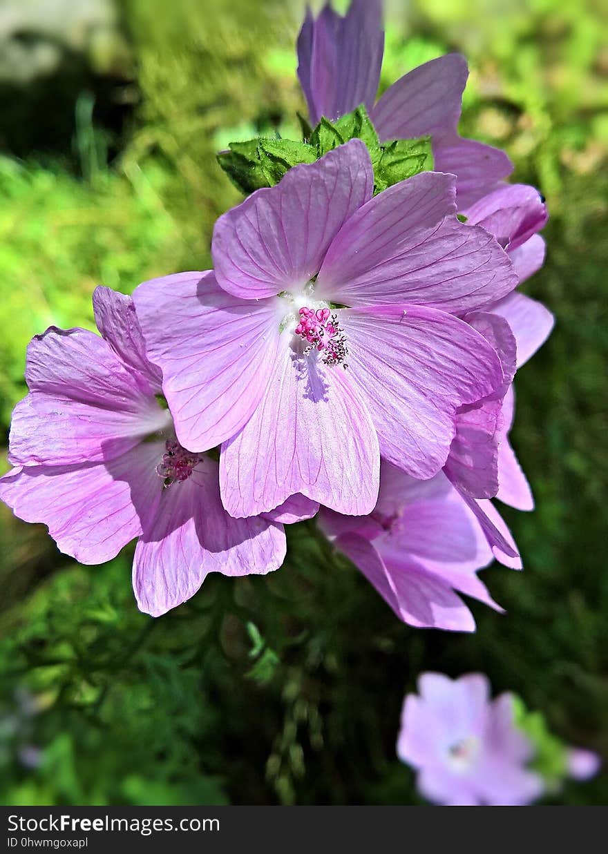 Flower, Plant, Malva, Flora