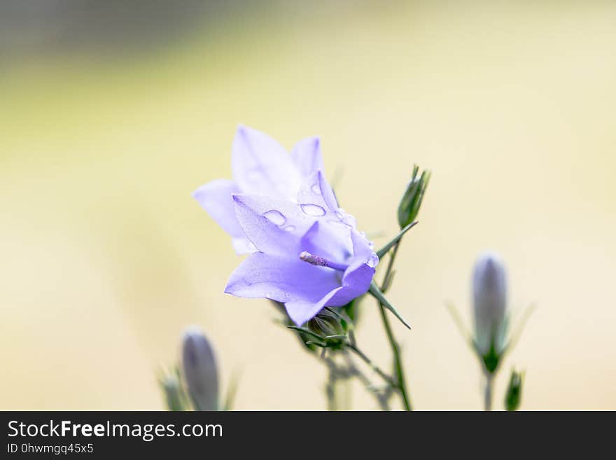 Flower, Flora, Plant, Wildflower