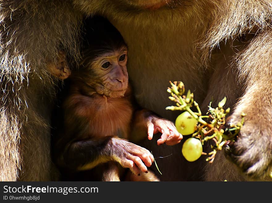 Macaque, Mammal, Fauna, Primate