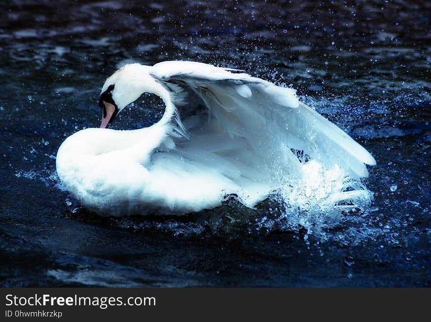 Swan, Bird, Water Bird, Water