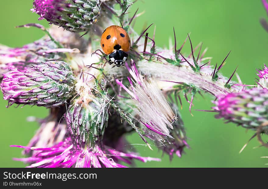 Insect, Invertebrate, Brush Footed Butterfly, Nectar