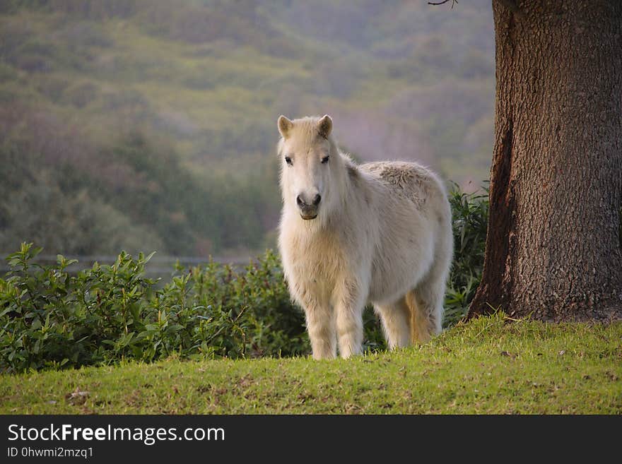 Pasture, Fauna, Horse Like Mammal, Wildlife