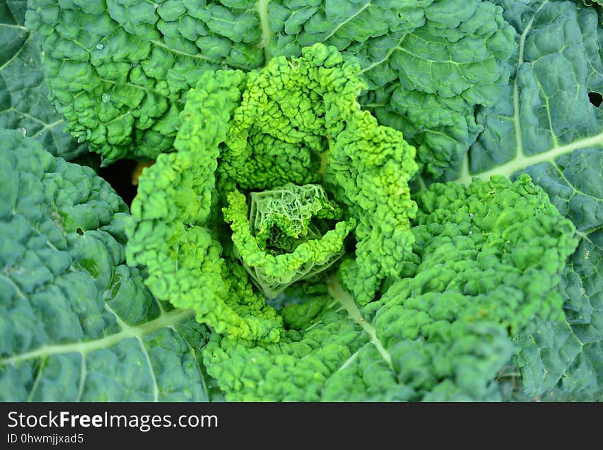 Leaf Vegetable, Savoy Cabbage, Vegetable, Produce