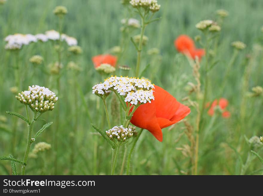 Flower, Wildflower, Ecosystem, Meadow