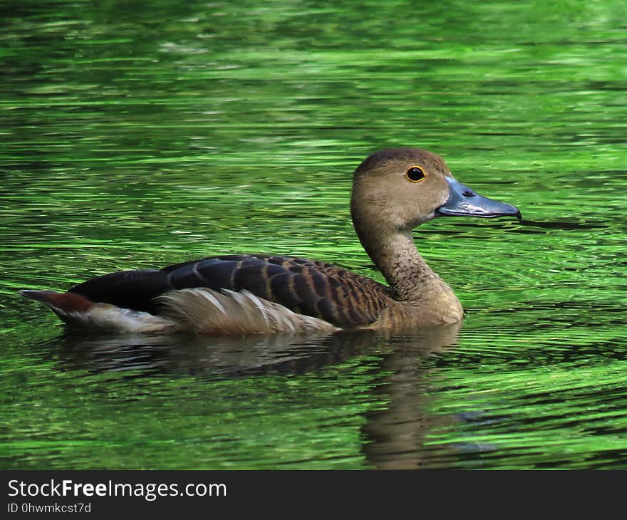 Bird, Duck, Ecosystem, Fauna